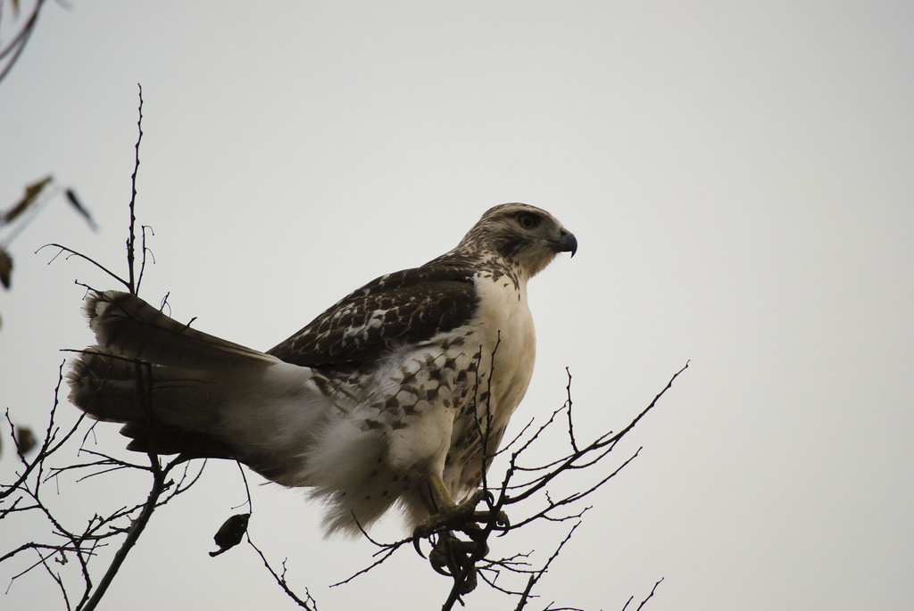 Broad-Winged Hawk by ggshearron
