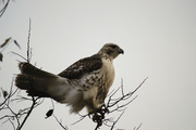 8th Mar 2013 - Broad-Winged Hawk