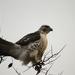 Broad-Winged Hawk by ggshearron
