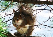 9th Aug 2010 - A squirrel in my yard