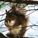 A squirrel in my yard by dorim