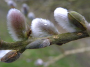 7th Mar 2013 - Pussy Willow