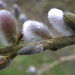 Pussy Willow by oldjosh