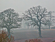 9th Mar 2013 - Another misty morning  !!!