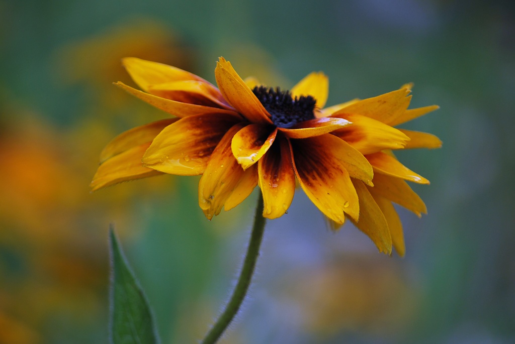 brown~eyed susan... by earthbeone