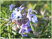 9th Mar 2013 - Rosemary(Remembrance)