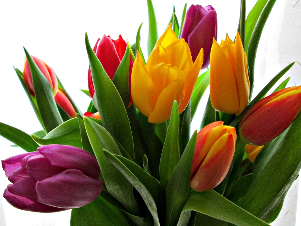'rainbow' tulips  by quietpurplehaze
