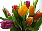 9th Mar 2013 - 'rainbow' tulips 