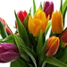 'rainbow' tulips  by quietpurplehaze