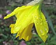 9th Mar 2013 - 'raindrops': the first daffodil to open in our garden