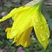 'raindrops': the first daffodil to open in our garden by quietpurplehaze