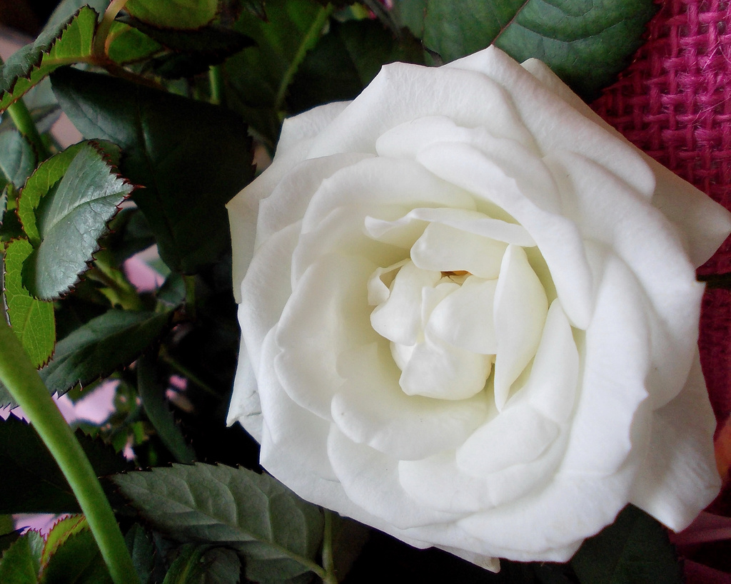 White Rose. by richardcreese