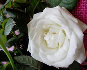 9th Mar 2013 - White Rose.
