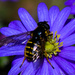 Spring Pollenator  by jgpittenger