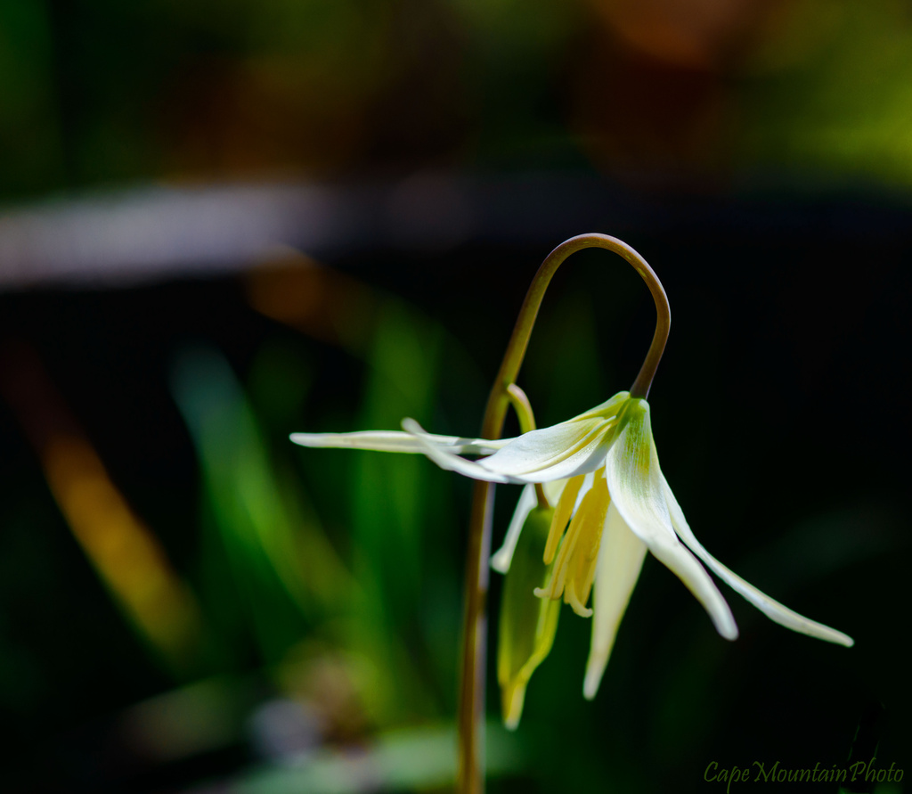 Fawn Lily  by jgpittenger