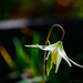 Fawn Lily  by jgpittenger