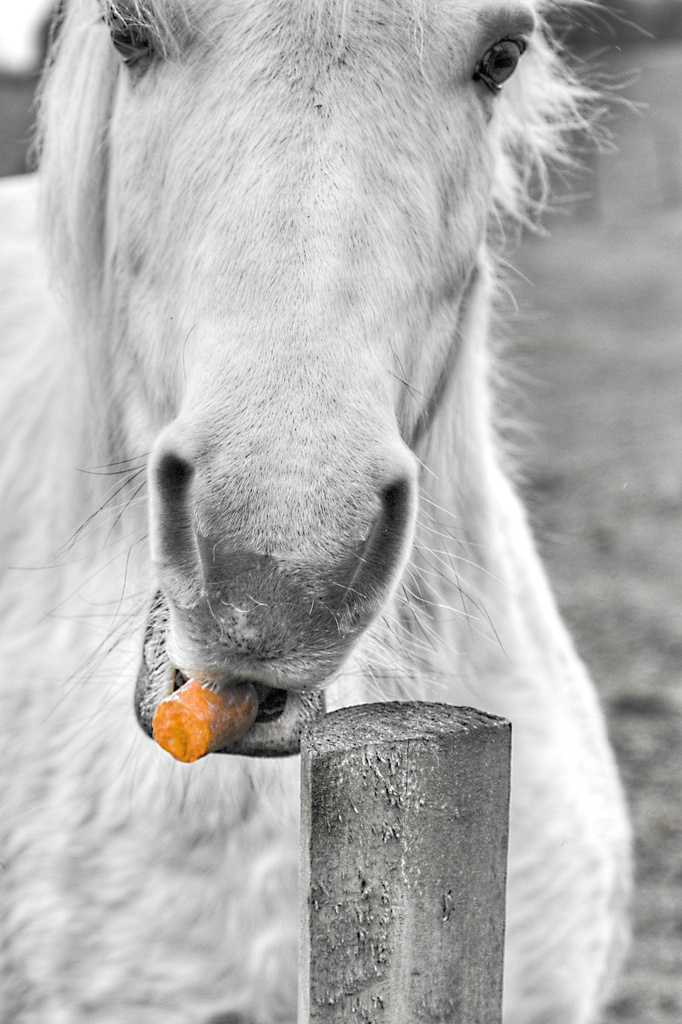 Molly Loves Carrots. by gamelee