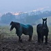 Horses by harveyzone