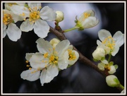 9th Mar 2013 - Blackthorn blossom