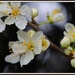 Blackthorn blossom by rosiekind