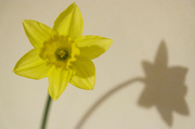 4th Mar 2013 - Daffodil Shadow