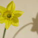 Daffodil Shadow by harveyzone