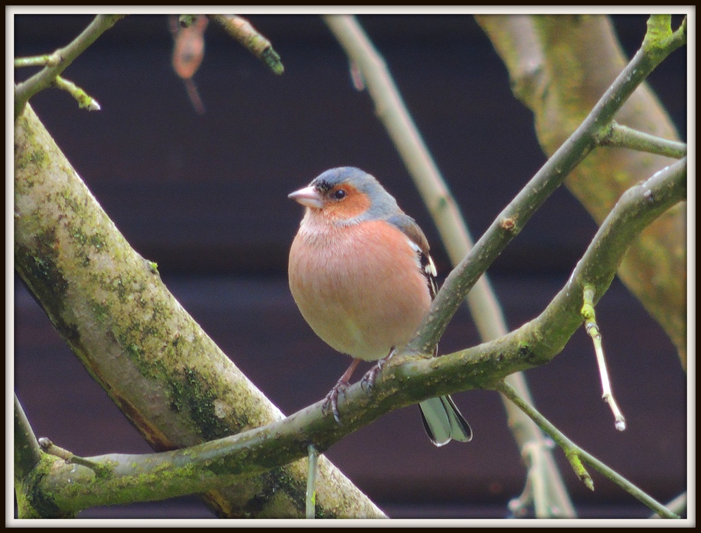 Chaffinch's mate by rosiekind