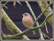 9th Mar 2013 - Chaffinch's mate