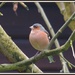 Chaffinch's mate by rosiekind