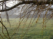9th Mar 2013 - weeping willow tears - 9-03
