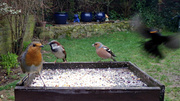 9th Mar 2013 - Tails from the bird table 05 - "Incoming"