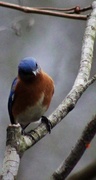 2nd Feb 2013 - Eastern Bluebird