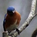 Eastern Bluebird by darylo