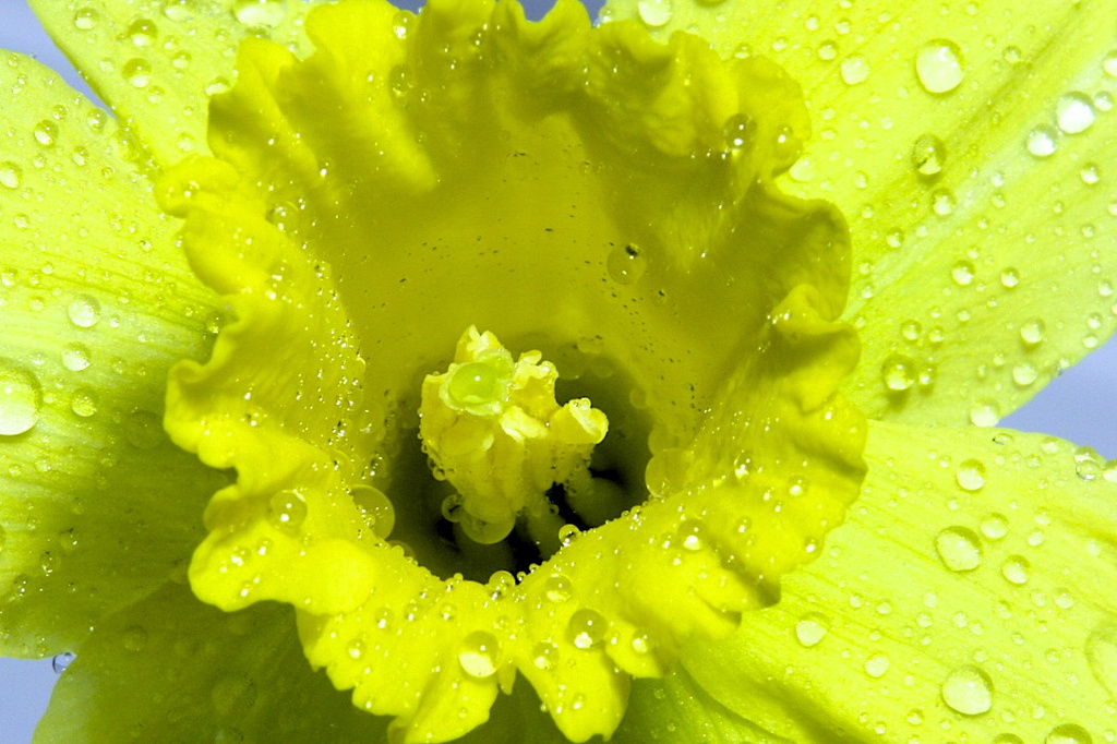 Rain soaked Daffodil by nicolaeastwood