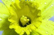 9th Mar 2013 - Rain soaked Daffodil