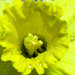 Rain soaked Daffodil by nicolaeastwood