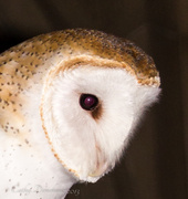 9th Mar 2013 - Barn Owl Beak