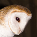 Barn Owl Beak by cdonohoue