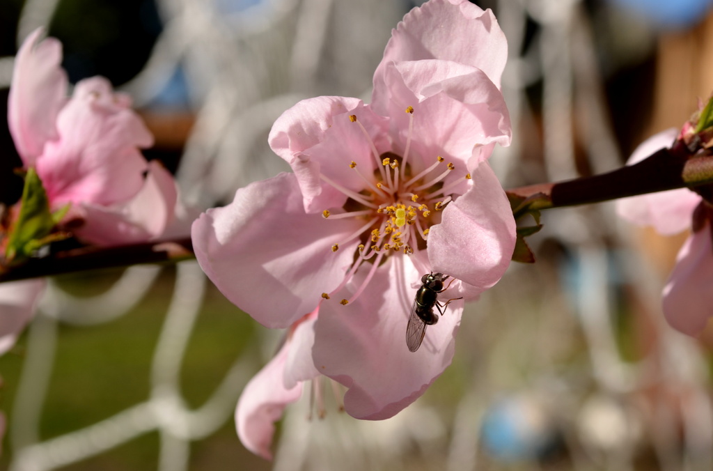 Nectarine Blossom by salza