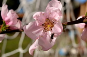 8th Mar 2013 - Nectarine Blossom