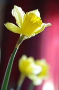 10th Mar 2013 - daffodil two