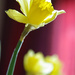 daffodil two by iiwi