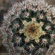 6th Mar 2013 - Back in the cactus house…