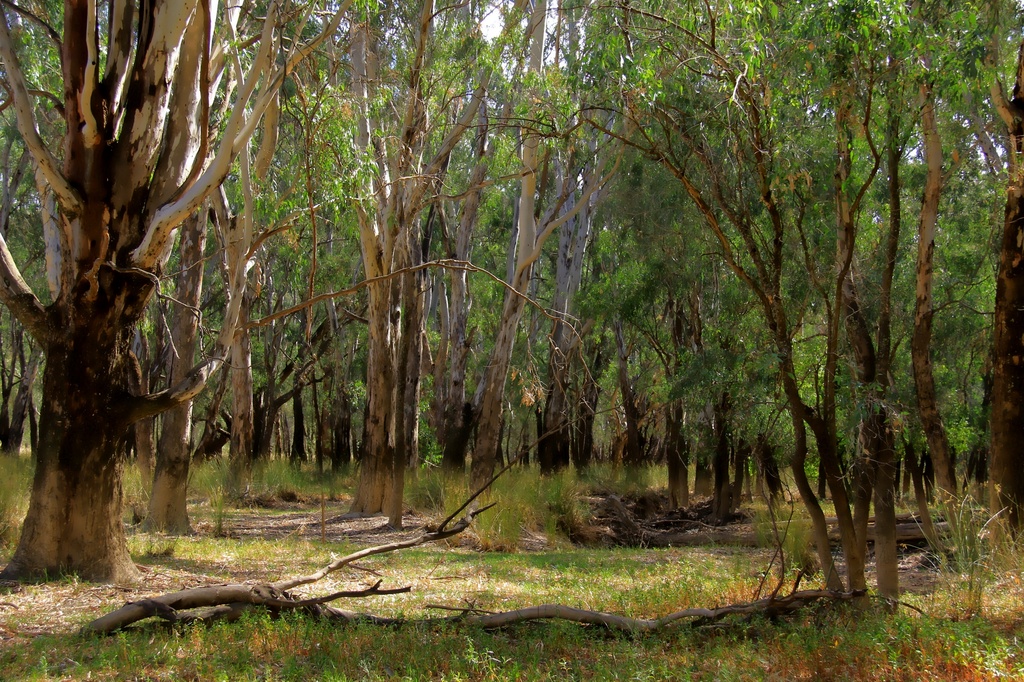 Australian bush by pictureme