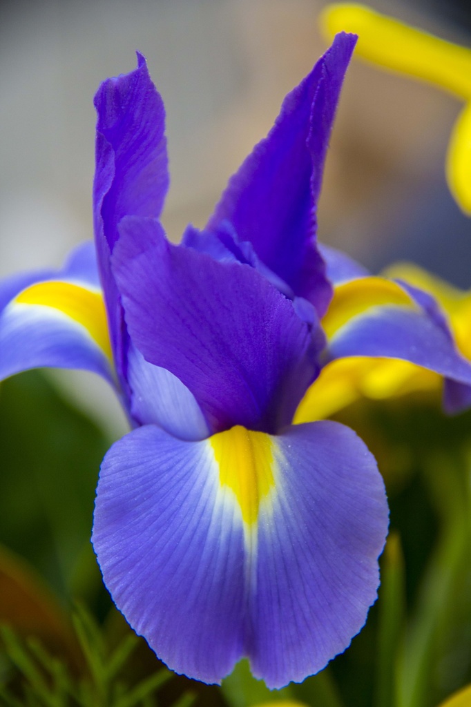 iris by corymbia
