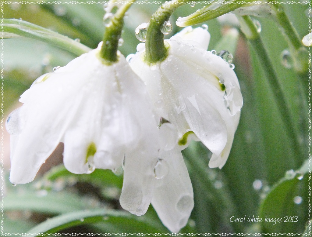 Snowdrops In The Rain by carolmw
