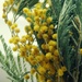 Mimosa on March 8 by inspirare