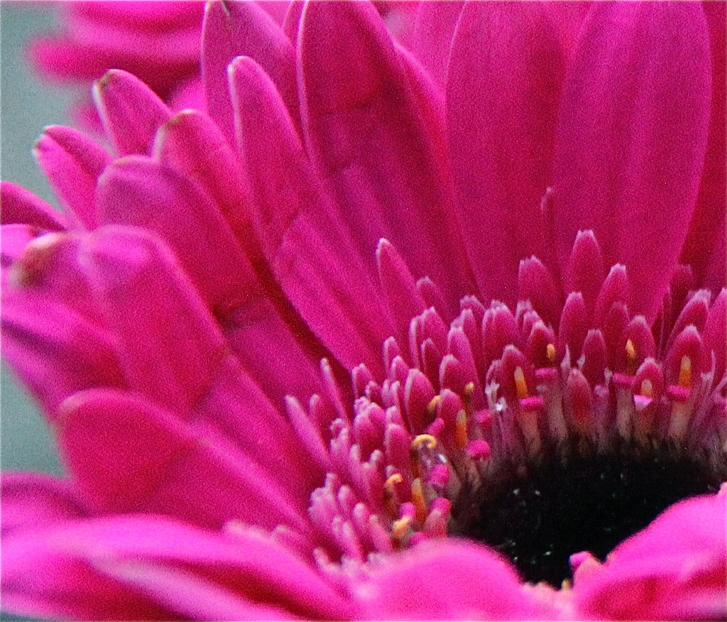 Pink by daffodill