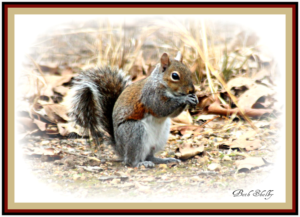 Squirrel by vernabeth