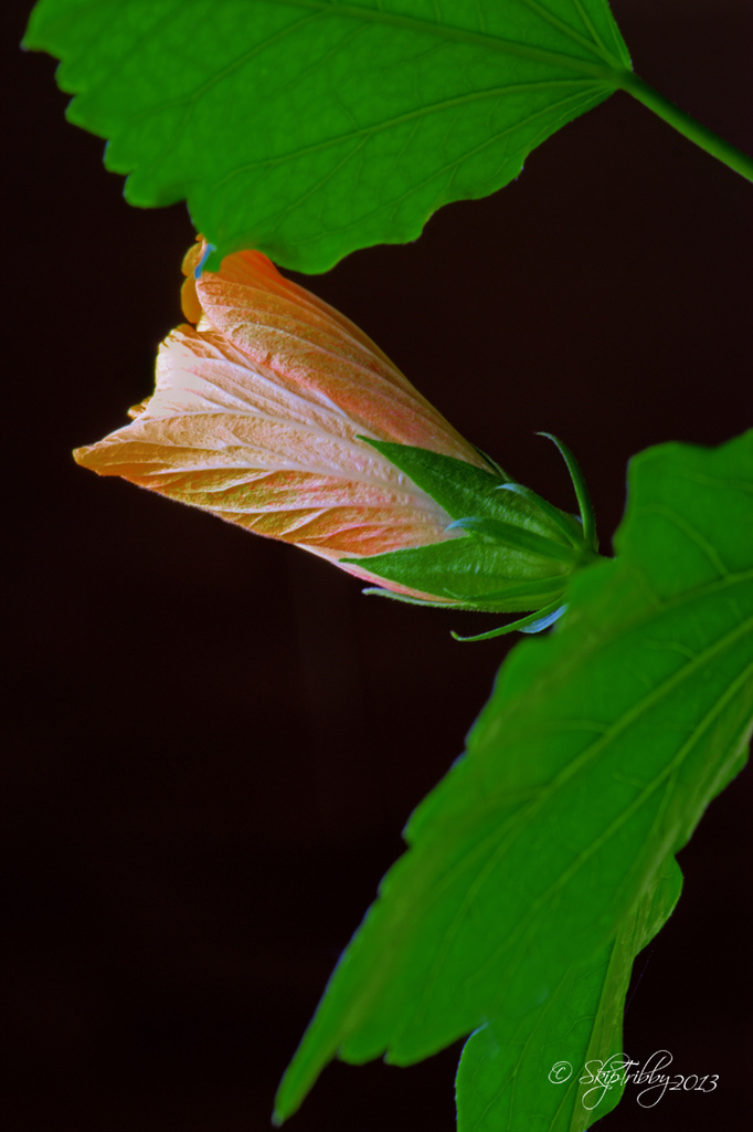 Hibiscus Bud by skipt07